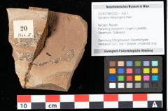 Foto (Objekt + Etikett) von Sphaeria interpungens Heer (NHMW-GEO-2024-0188-0020)